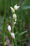 Cephalanthera Damasionum