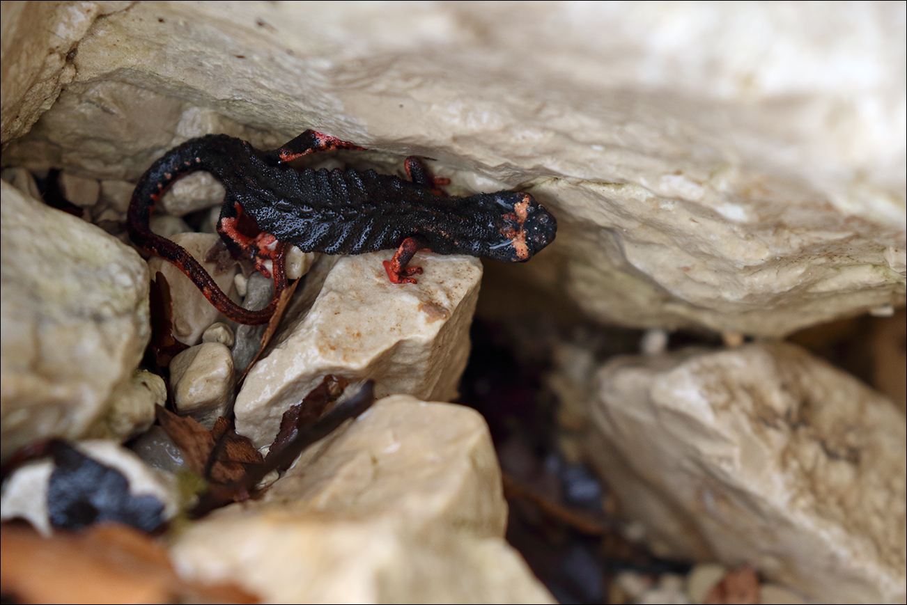 a a salamandrina 5W8A5712 W.jpg