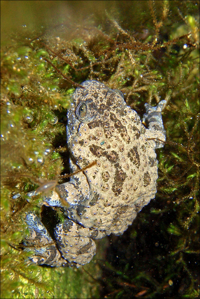 A a ululone Bombina pachypus P8170856.jpg