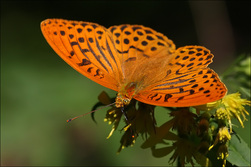 a f Argynnis2.jpg