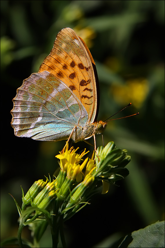 a f argynnis.jpg