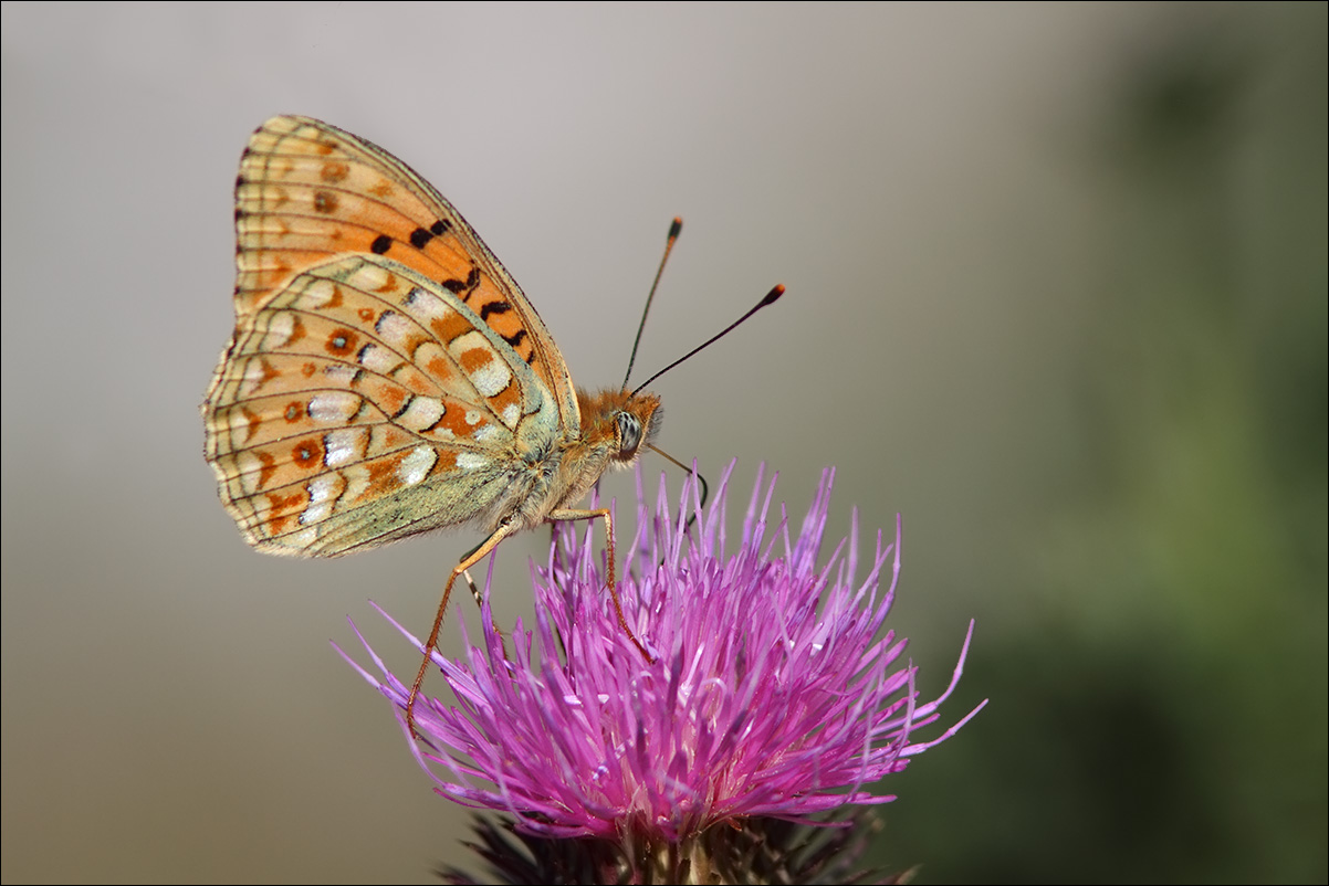 a f  Argynnis (Fabriciana) niobe IMG_9965.jpg