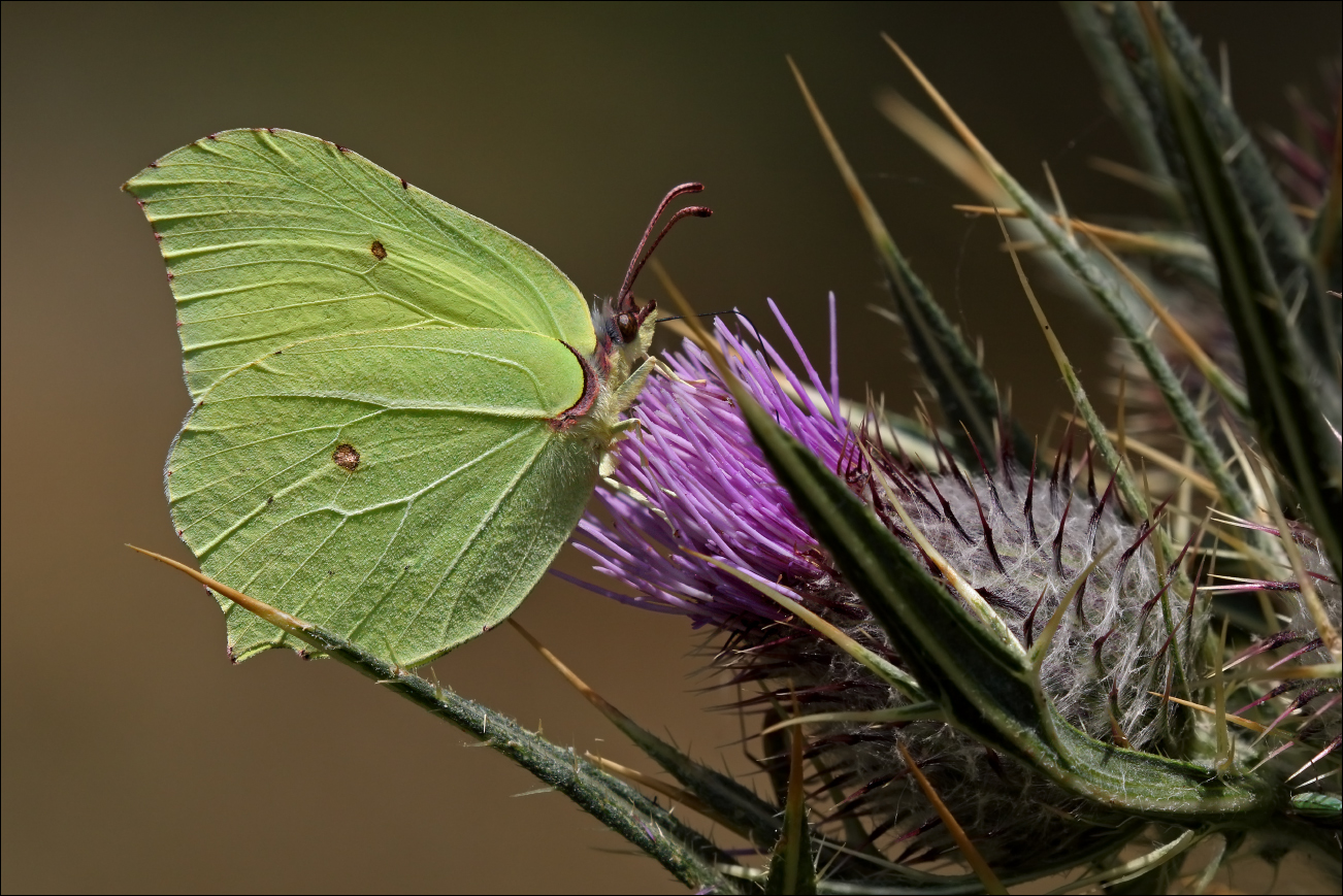 a f Cedronella (Gonepteryx rhamni)  5W8A5615 W.jpg