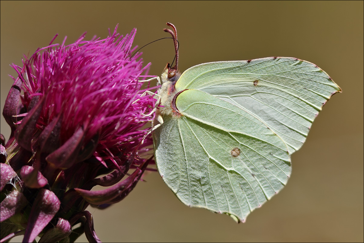 a f Gonepteryx rhamni femmina IMG_7032.jpg