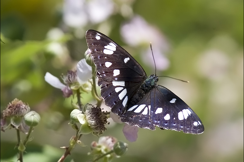 a f limenitis_reducta_203.jpg