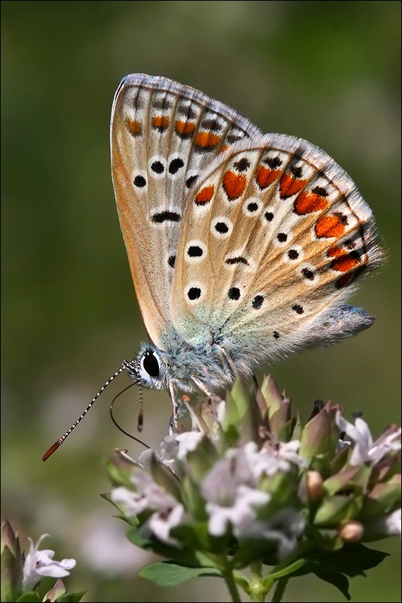 a f Polyommatus icarus femmina2.jpg