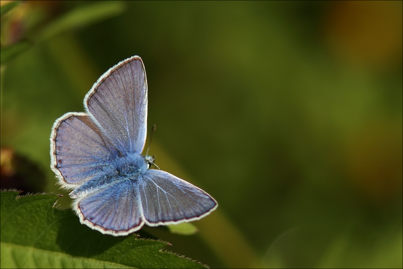 a f Polyommatus icarus IMG_9622.jpg