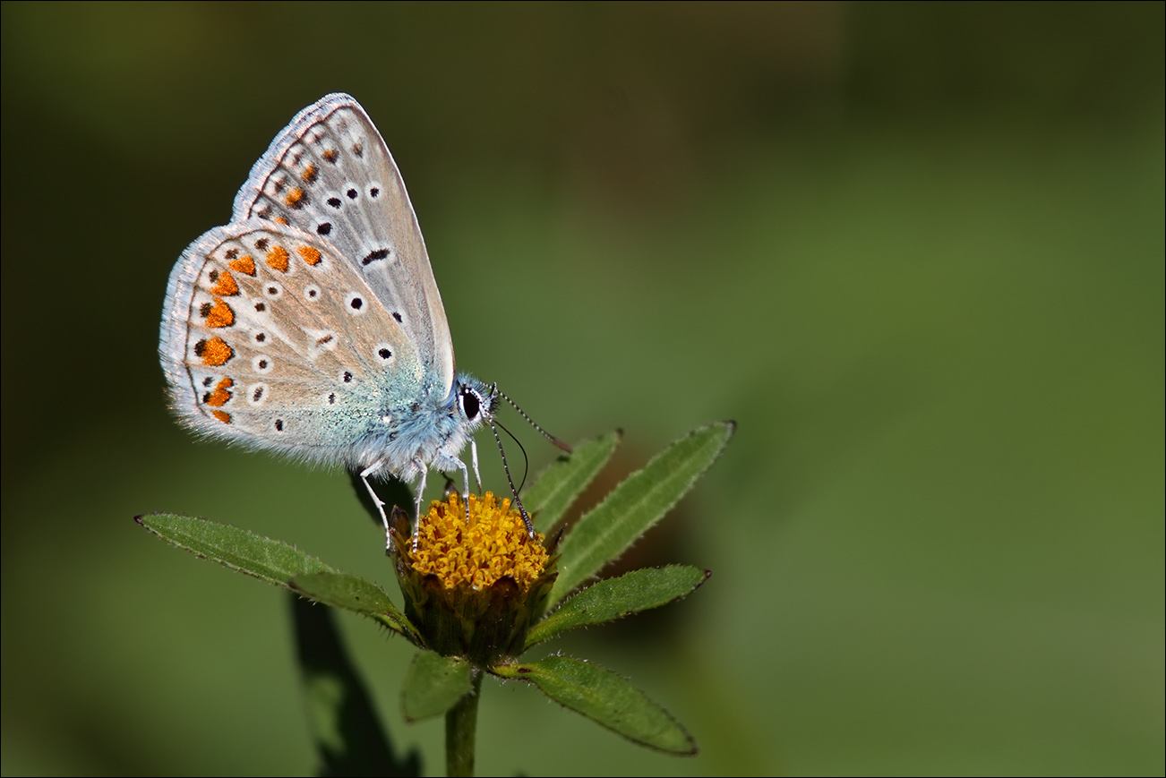 a f Polyommatus icarus IMG_9656.jpg