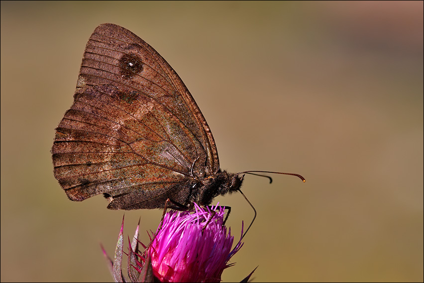 a f Satyrus ferula maschio.jpg