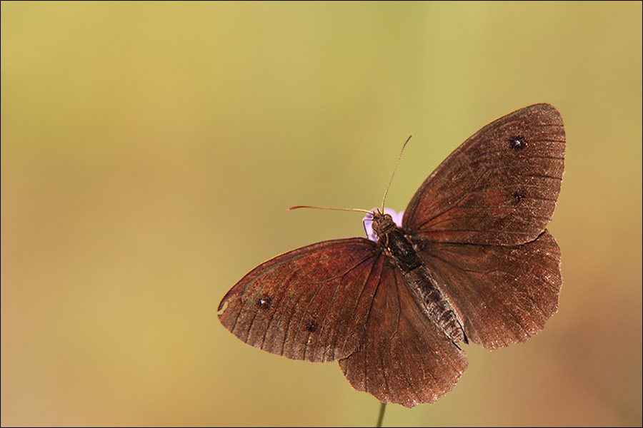 a f Satyrus ferula maschio 2.jpg