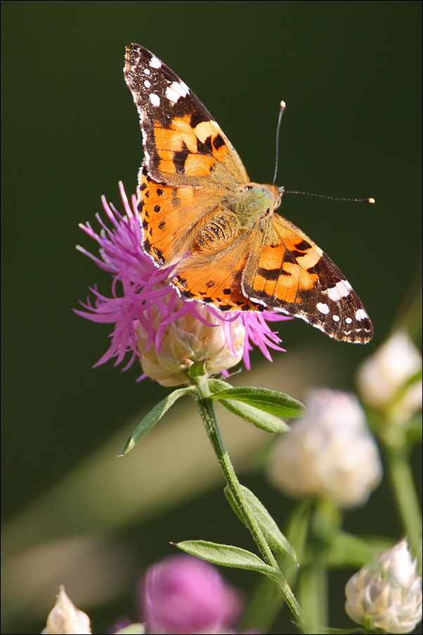 a f Vanessa cardui.jpg