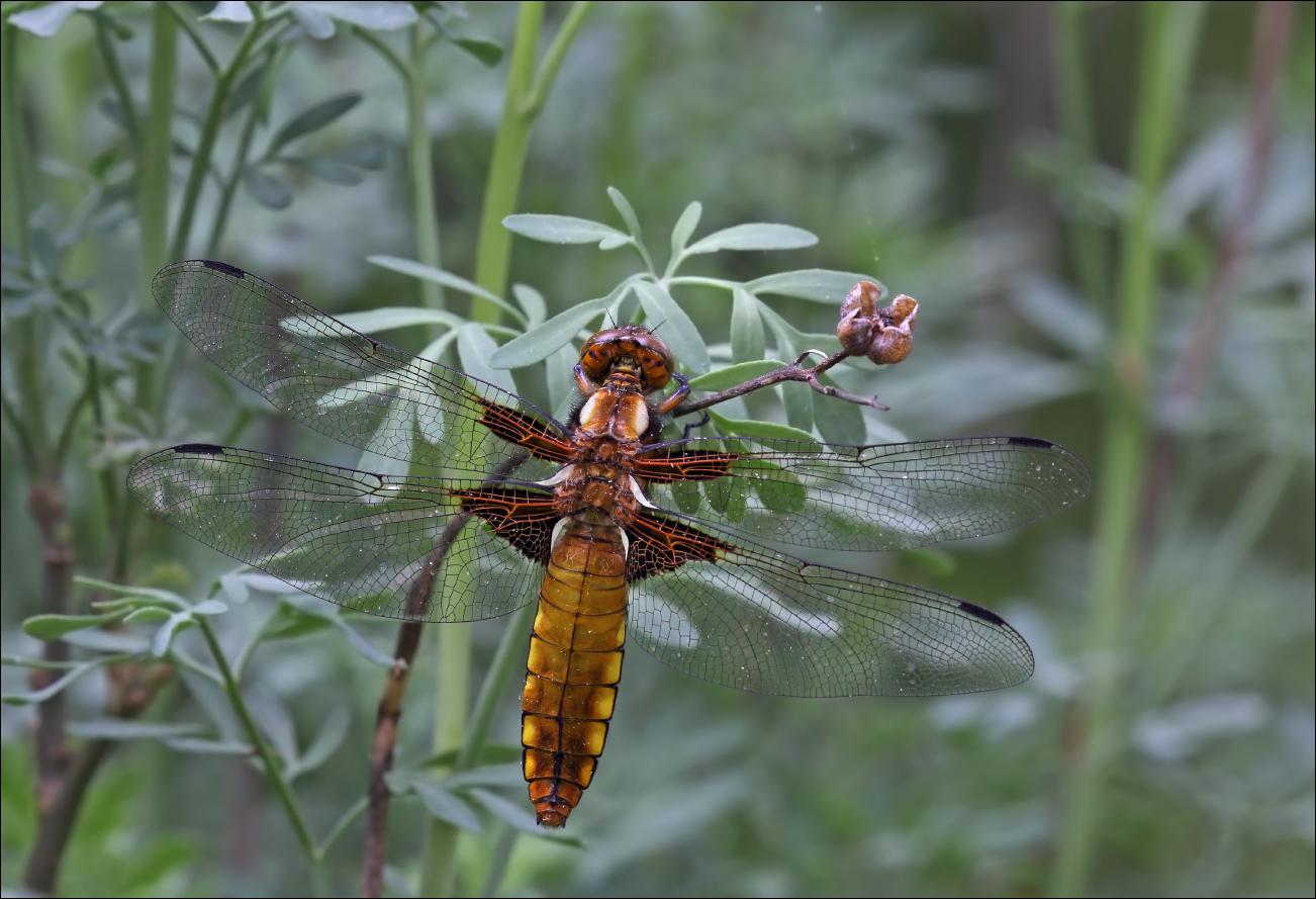 a i libellula IMG_2725 W.jpg