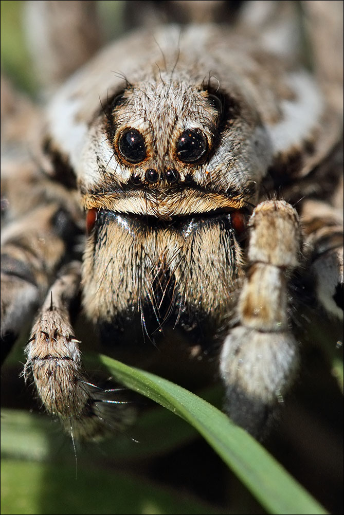 a i tarantola Lycosa tarantula IMG_7100.jpg