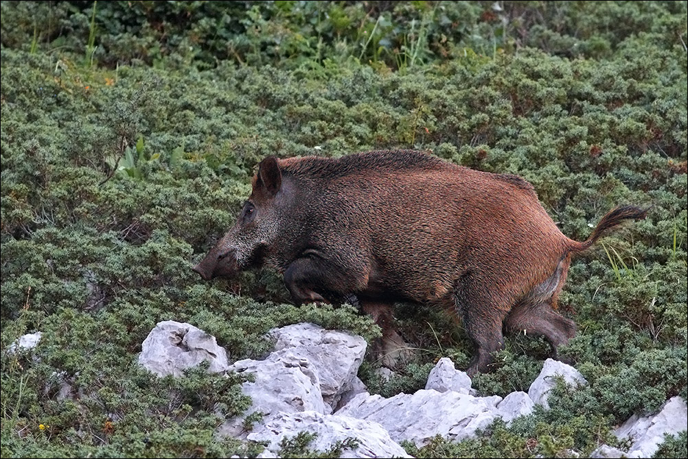 a m cinghiale1.jpg