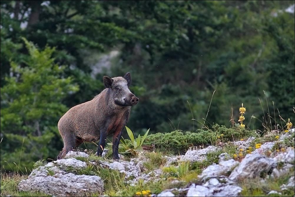 a m cinghiale4.jpg