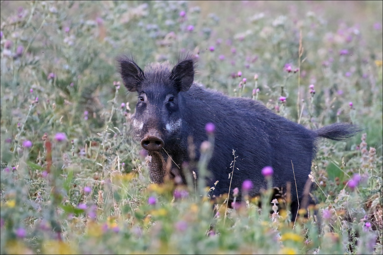 a m cinghiale 5W8A4278 W.jpg