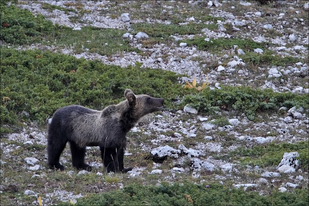 a m orso ernici IMG_1333 B.jpg