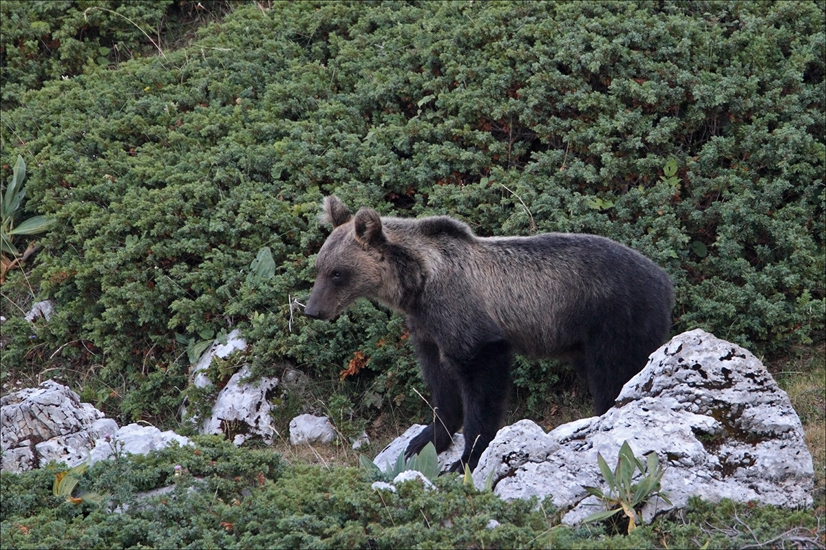 a m orso ernici IMG_1432 W.jpg