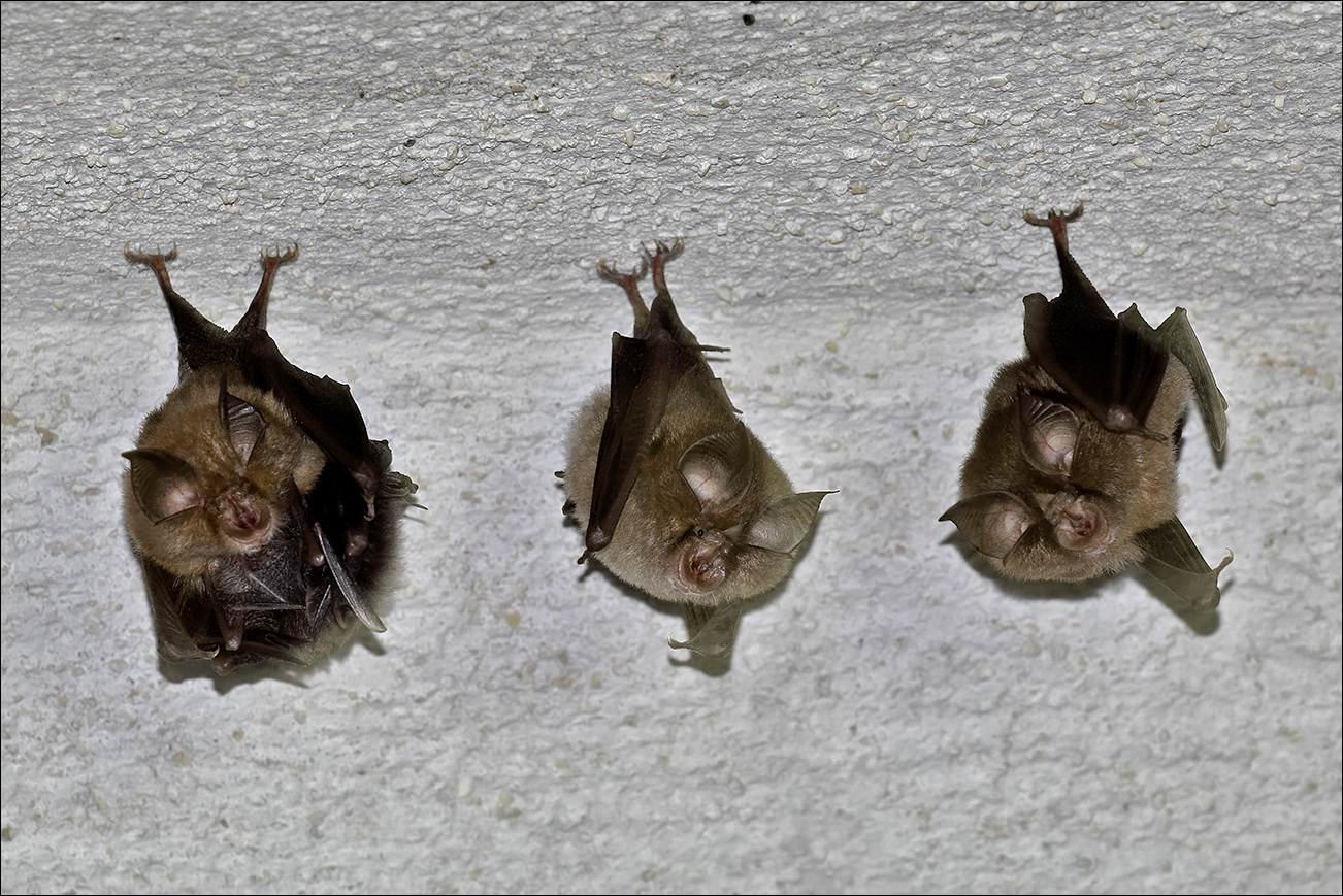 a m pipistrelli IMG_8004.jpg