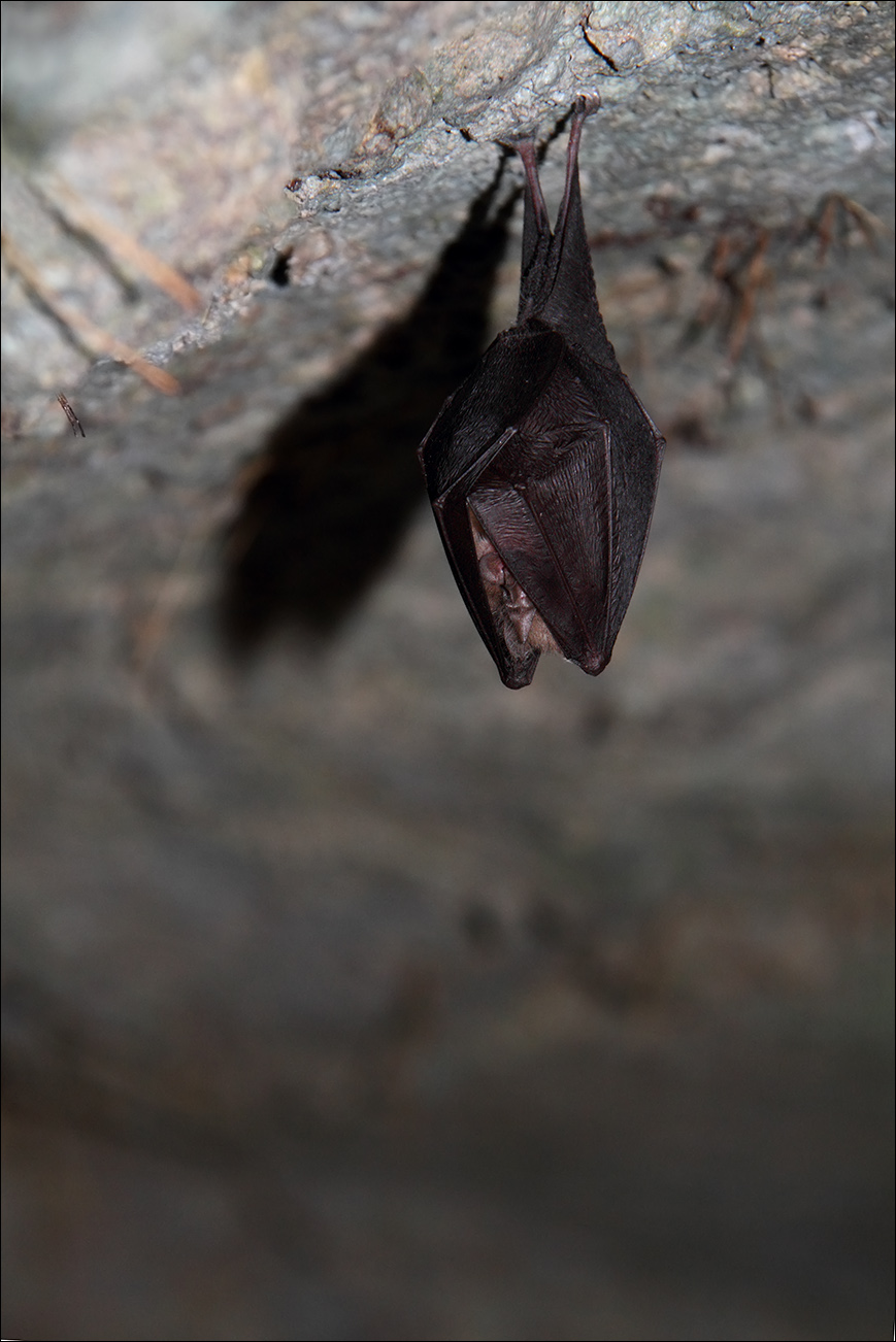 a m pipistrello IMG_3021.jpg