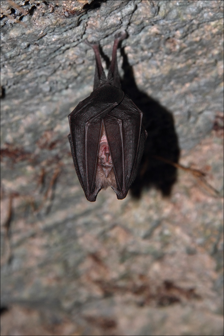 a m pipistrello IMG_3054.jpg