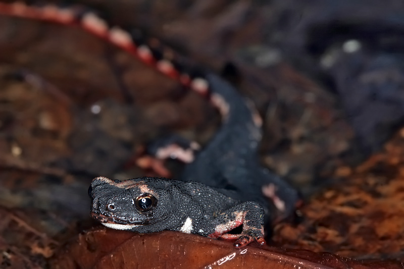 a r salamandrina_181.jpg