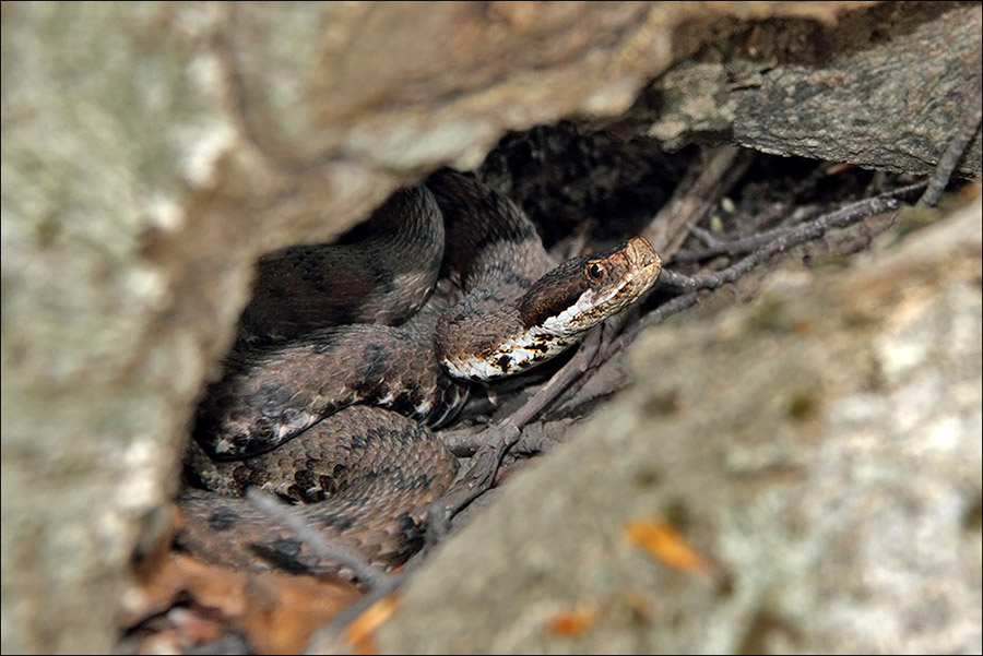 a r Vipera aspis francisciredi IMG_2848B.jpg