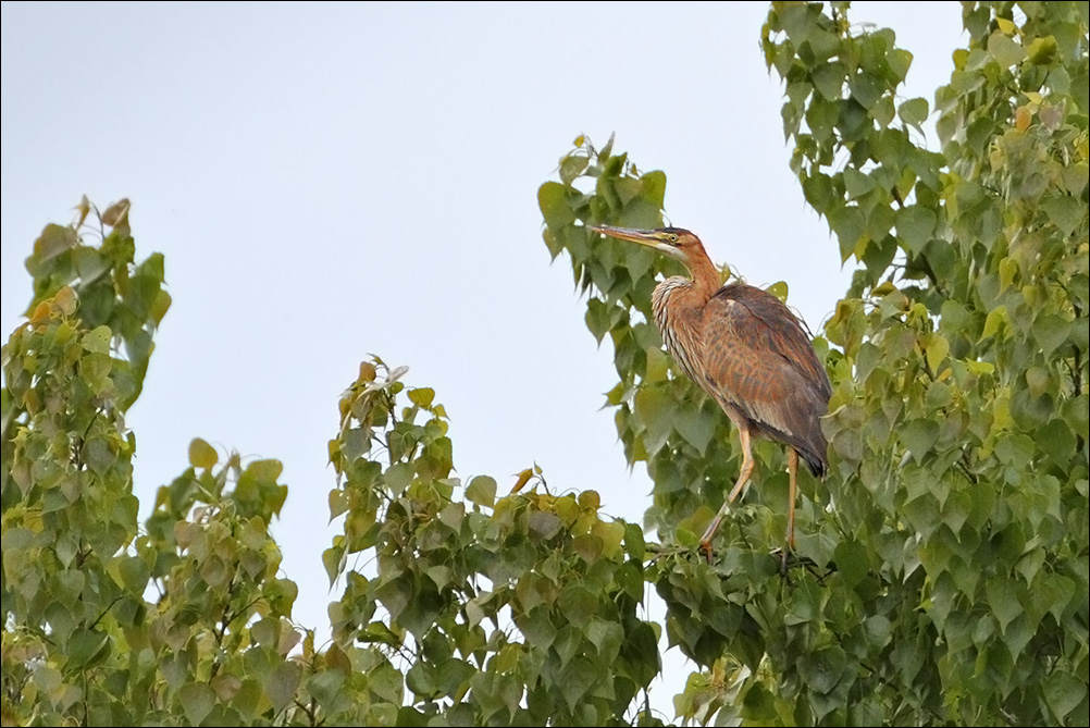 a u a airone rosso IMG_0636.jpg