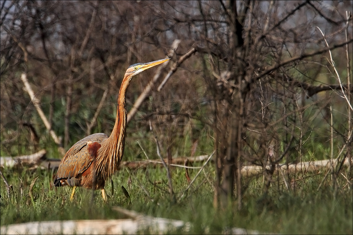 a u a airone rosso IMG_8819.jpg