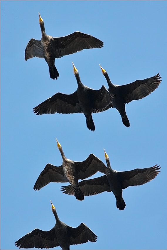 a u a cormorani.jpg