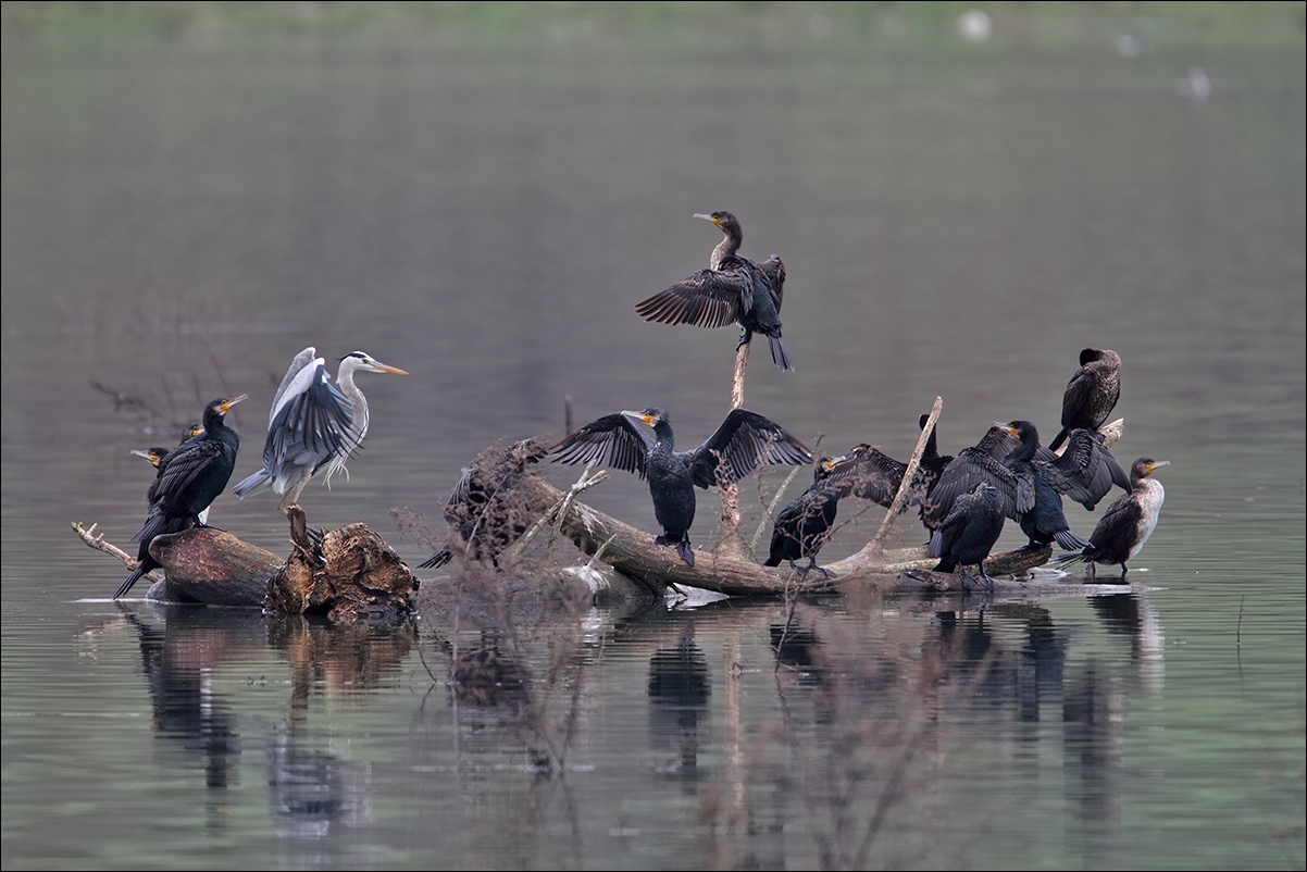 a u a cormorani IMG_8030.jpg