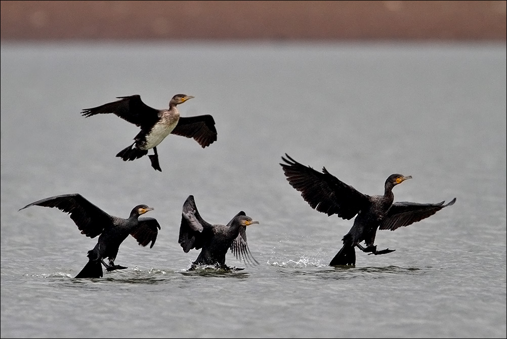 a u a cormorani IMG_8404.jpg