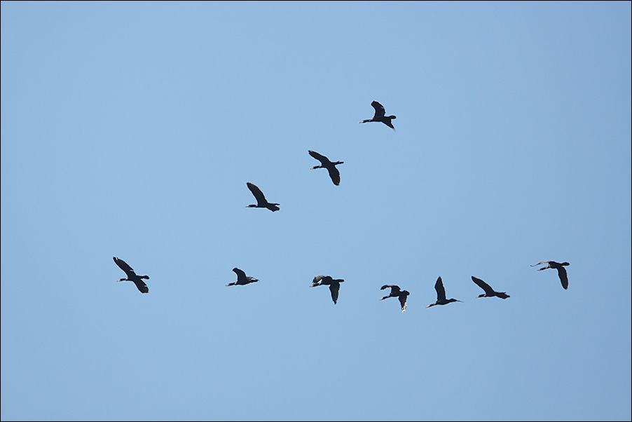 a u a cormorani in formazione.jpg