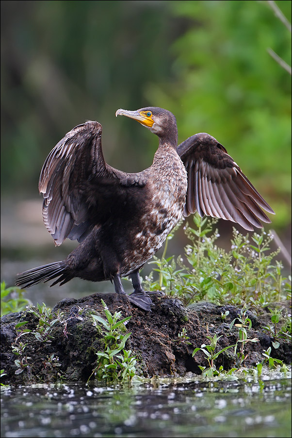 a u a cormorano.jpg