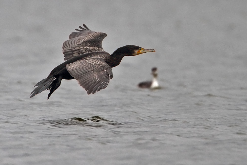 a u a cormorano IMG_8348.jpg