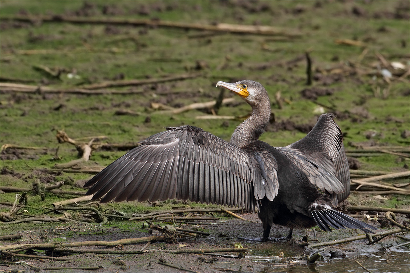 a u a cormorano IMG_9837 2.jpg