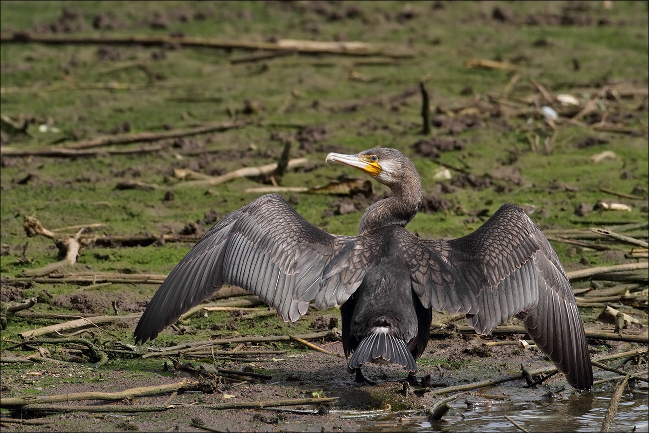 a u a cormorano IMG_9863.jpg