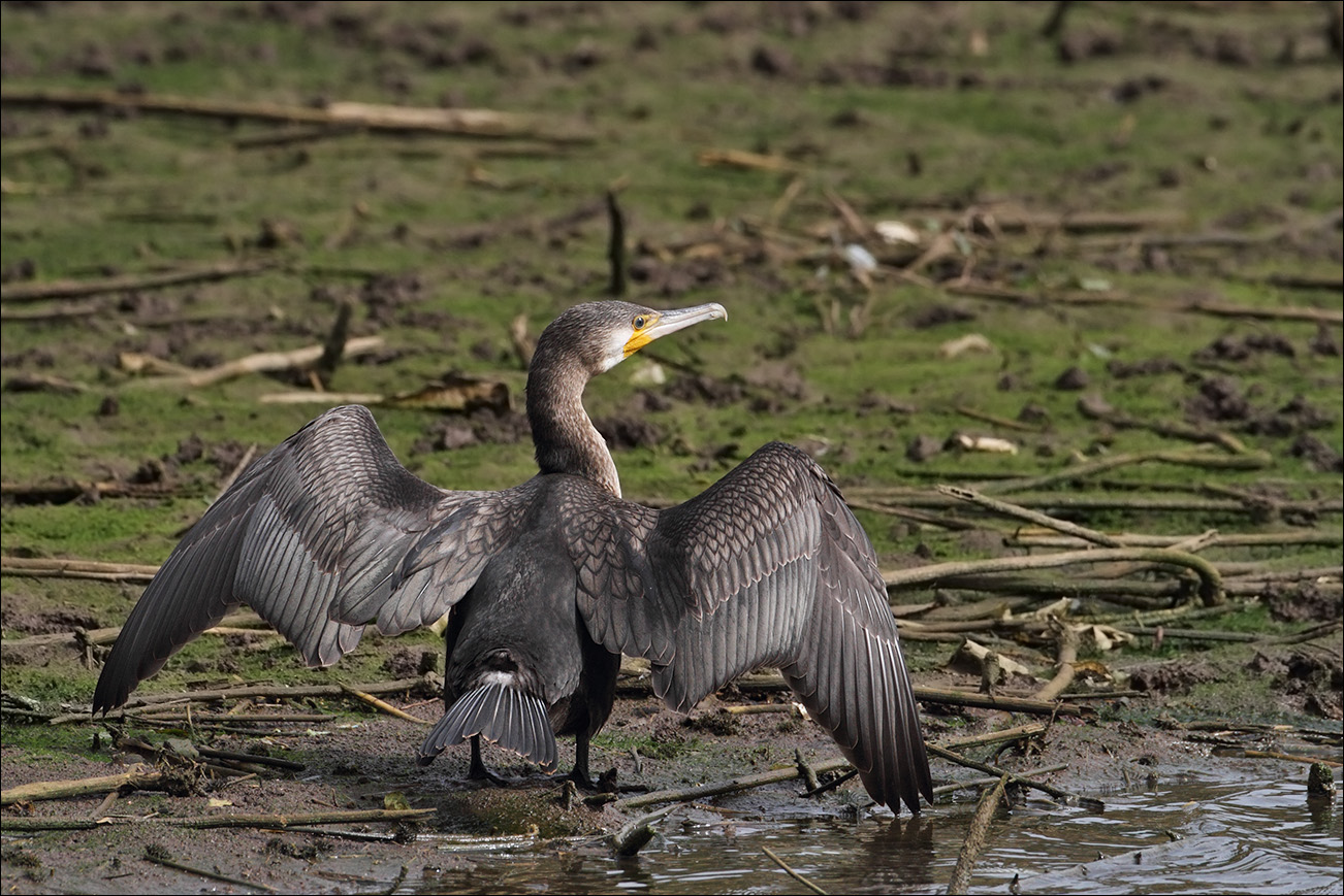 a u a cormorano IMG_9878 2.jpg