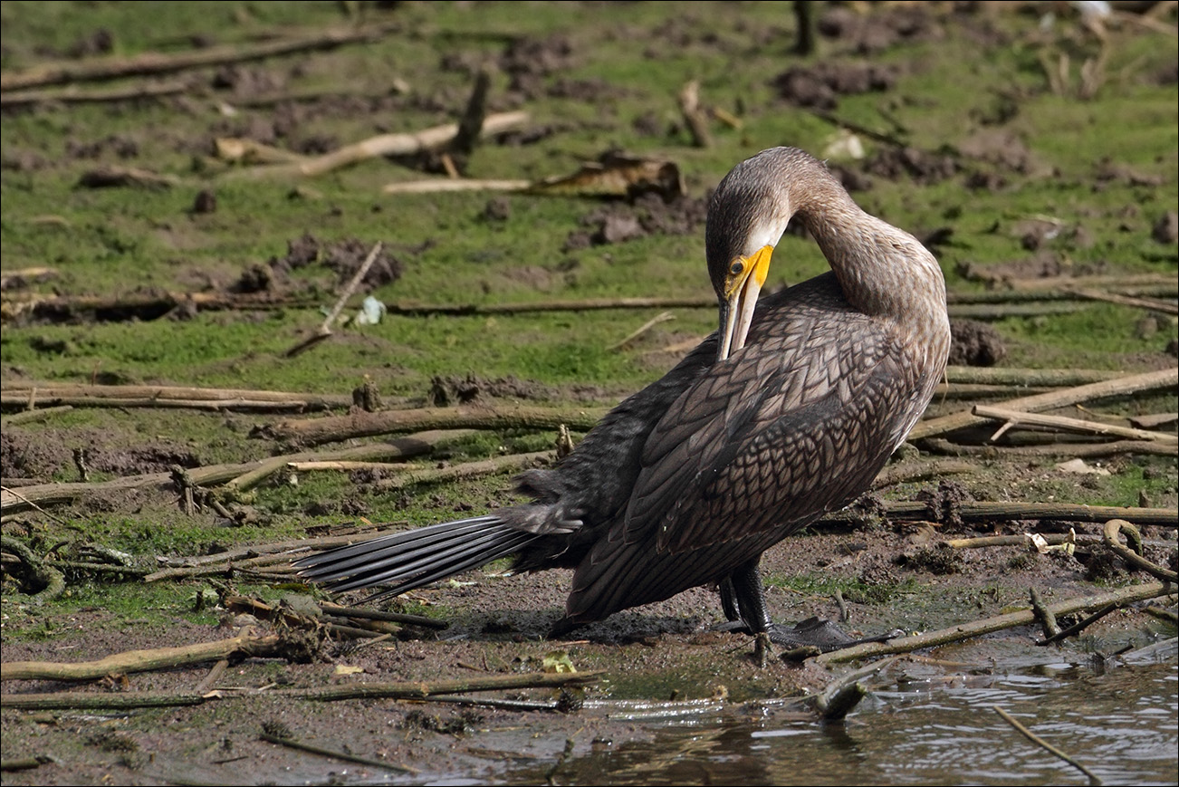 a u a cormorano IMG_9884 2.jpg