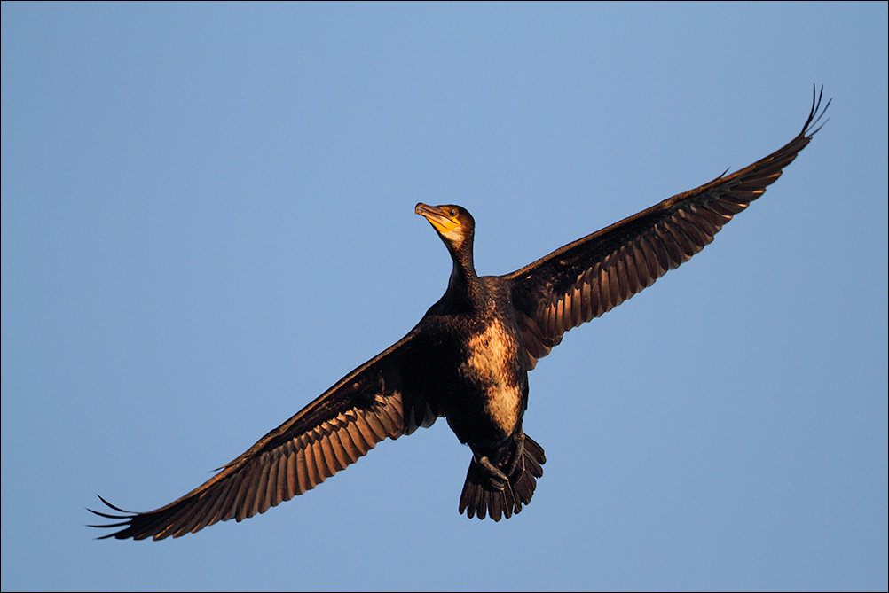 a u a cormorano volo.jpg