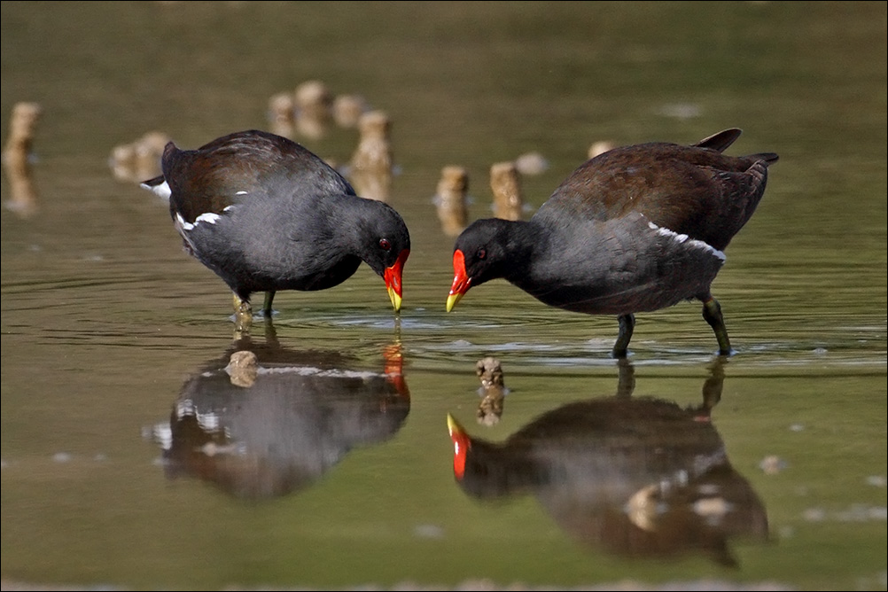 a u a gallinelle IMG_4204B.jpg