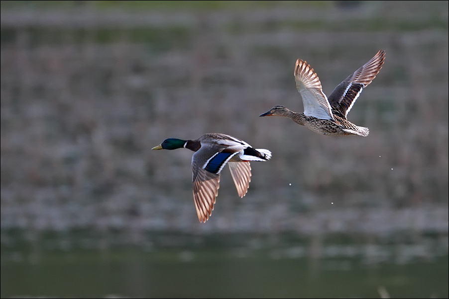 a u a germani in volo IMG_7326.jpg