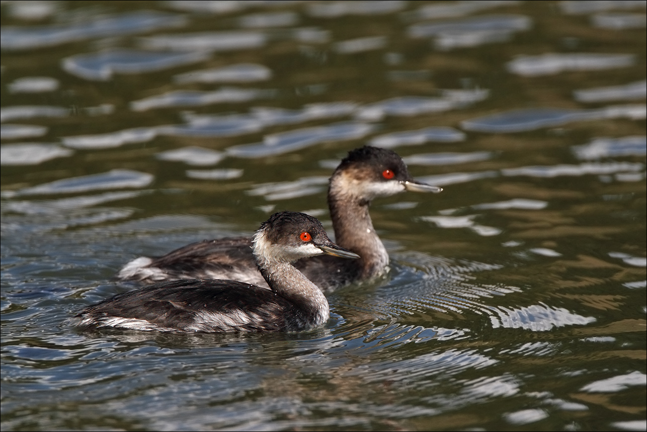 a u a svassi piccoli IMG_9222.jpg