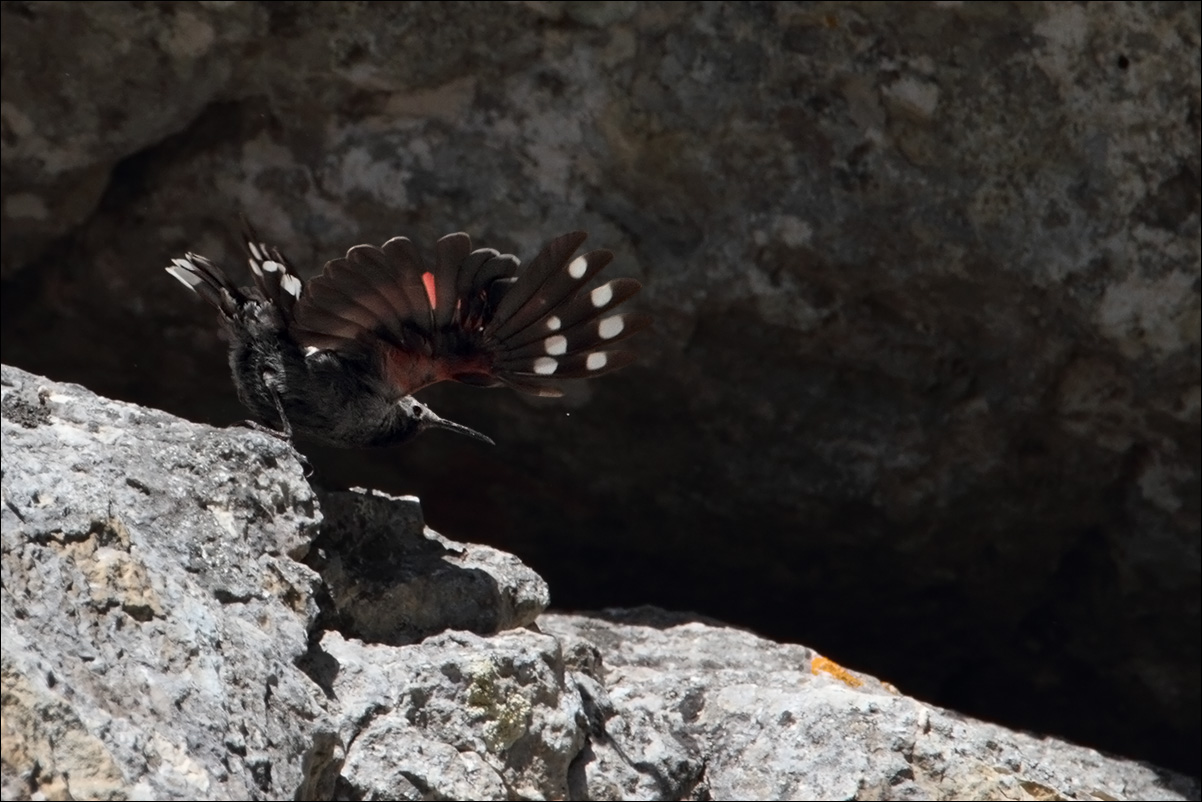 a u i picchio muraiolo IMG_1802.jpg