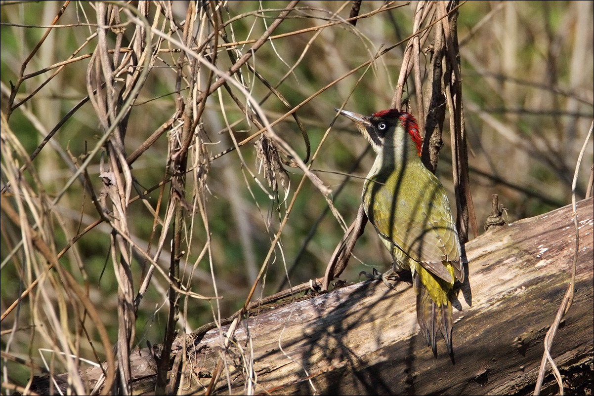 a u i picchio verde W IMG_7972.jpg