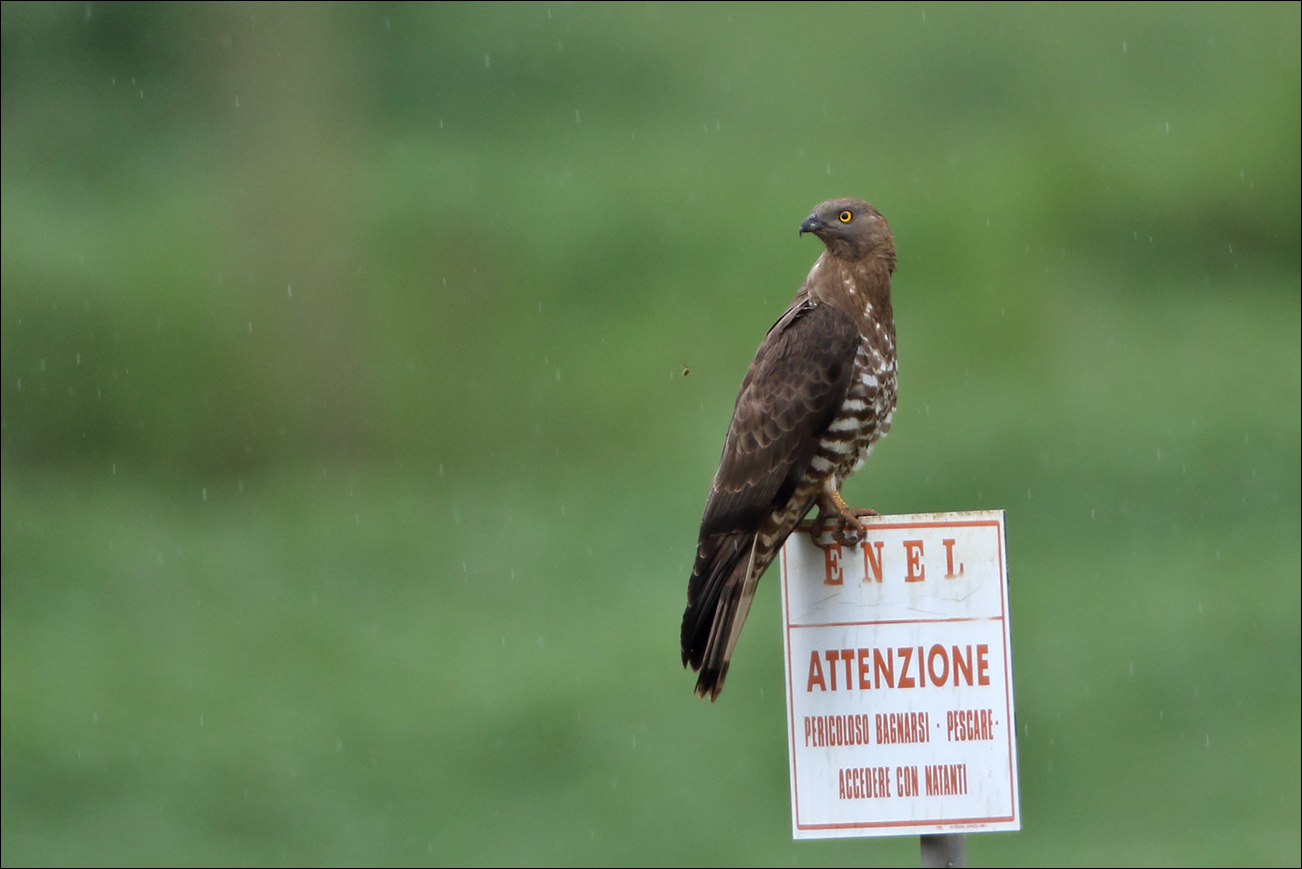 a u r falco pecchiaiolo IMG_0591.jpg