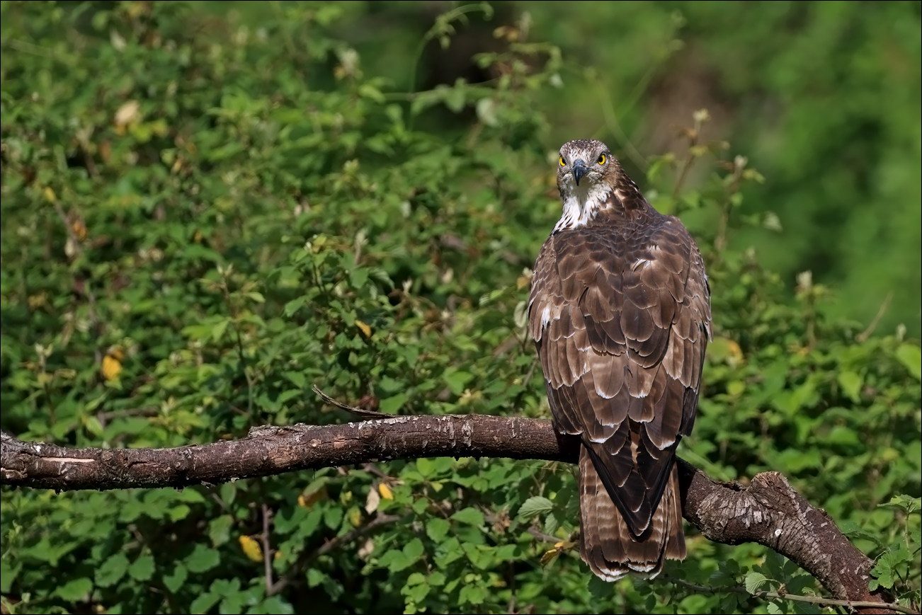 a u r falco pecchiaiolo IMG_4887 W.jpg