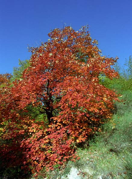 acero di monte , salendo verso Prato di campoli.jpg