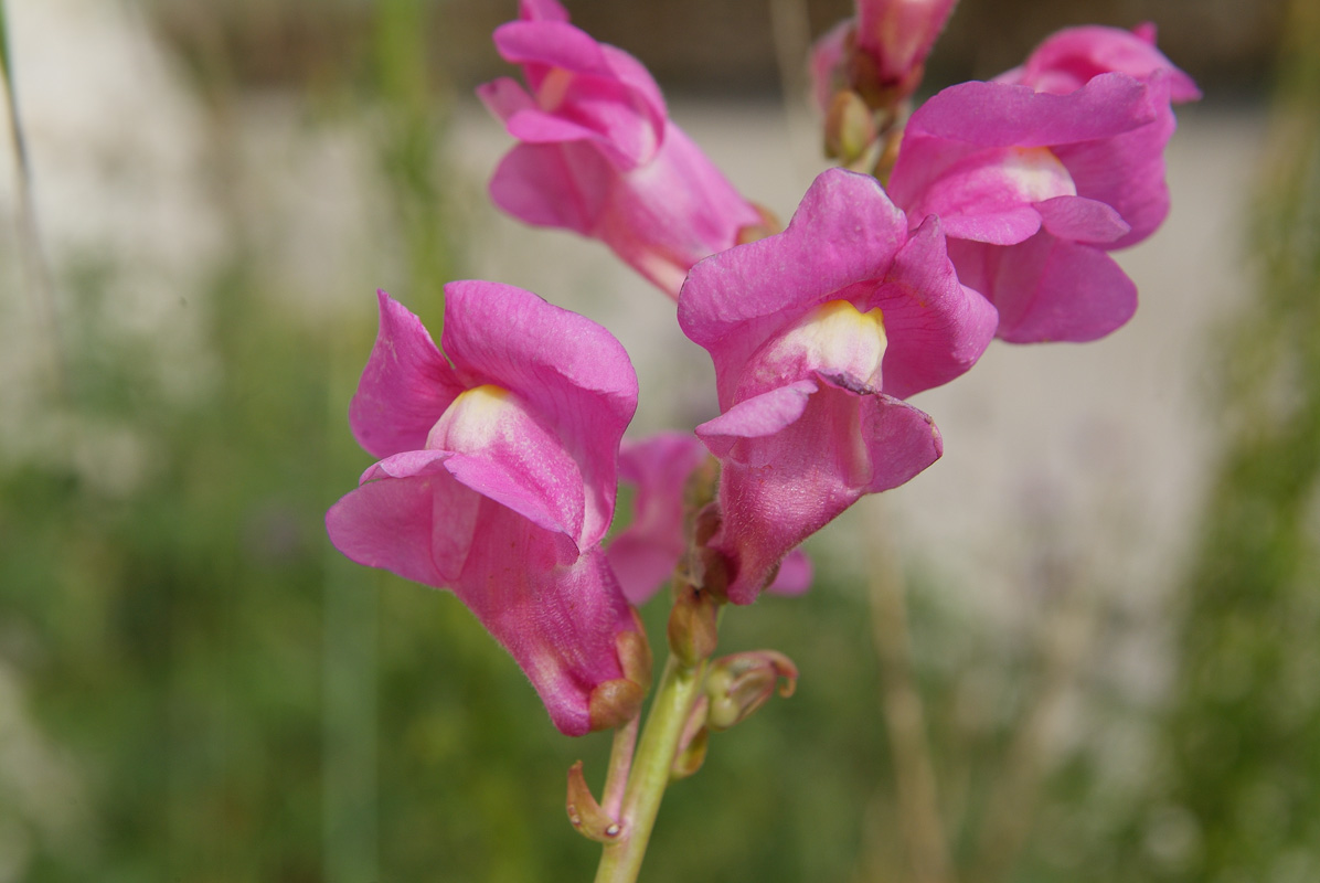 antirrhinum majus-bocca di leone.jpg