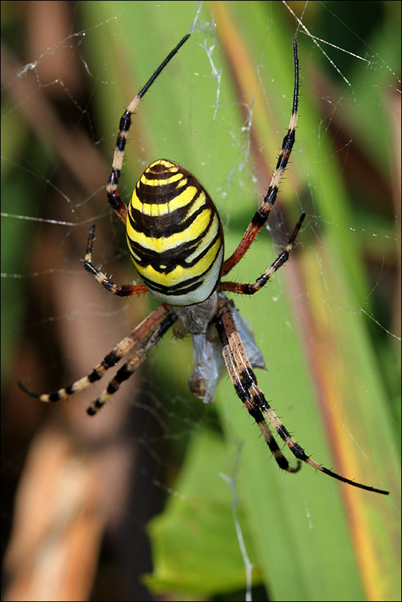 argiope.jpg